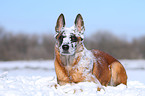 liegender Malinois