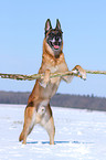 Malinois im Schnee