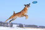 spielender Malinois