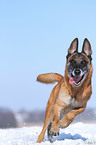 rennender Malinois