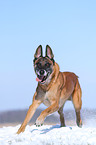 rennender Malinois