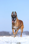 rennender Malinois