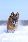 rennender Malinois