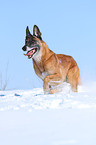 rennender Malinois