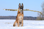 apportierender Malinois