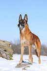 Malinois im Schnee