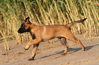 junger Malinois