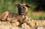 junger Malinois