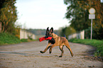 Malinois Welpe