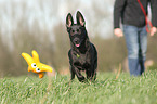 junger Malinois