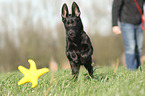 junger Malinois
