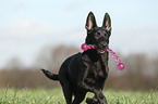 junger Malinois