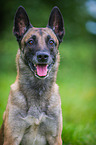 Malinois Portrait