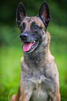 Malinois Portrait