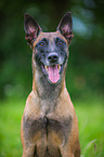 Malinois Portrait