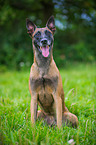 sitzender Malinois