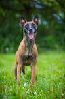 Malinois