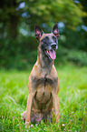 sitzender Malinois