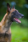 Malinois Portrait