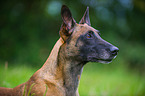 Malinois Portrait