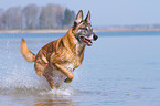 rennender Malinois