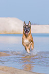 rennender Malinois