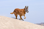 rennender Malinois