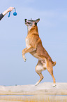 springender Malinois