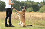 Malinois gibt Pftchen
