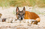 liegender Malinois