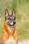 Malinois Portrait