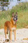 Malinois