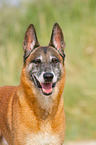 Malinois Portrait