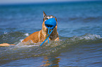 spielender Malinois