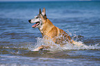 rennender Malinois
