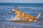 rennender Malinois