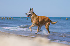 rennender Malinois