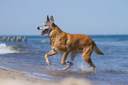 rennender Malinois