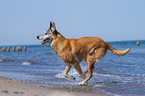 rennender Malinois