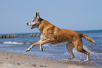 rennender Malinois