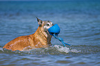 spielender Malinois