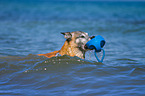 spielender Malinois