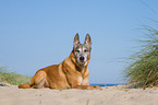 liegender Malinois