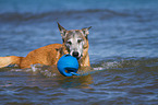 spielender Malinois