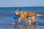 spielender Malinois