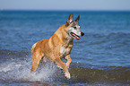 rennender Malinois