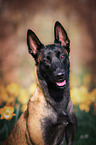 Malinois Portrait