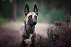 Malinois Portrait