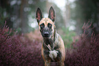 Malinois