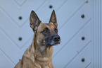 Malinois Portrait